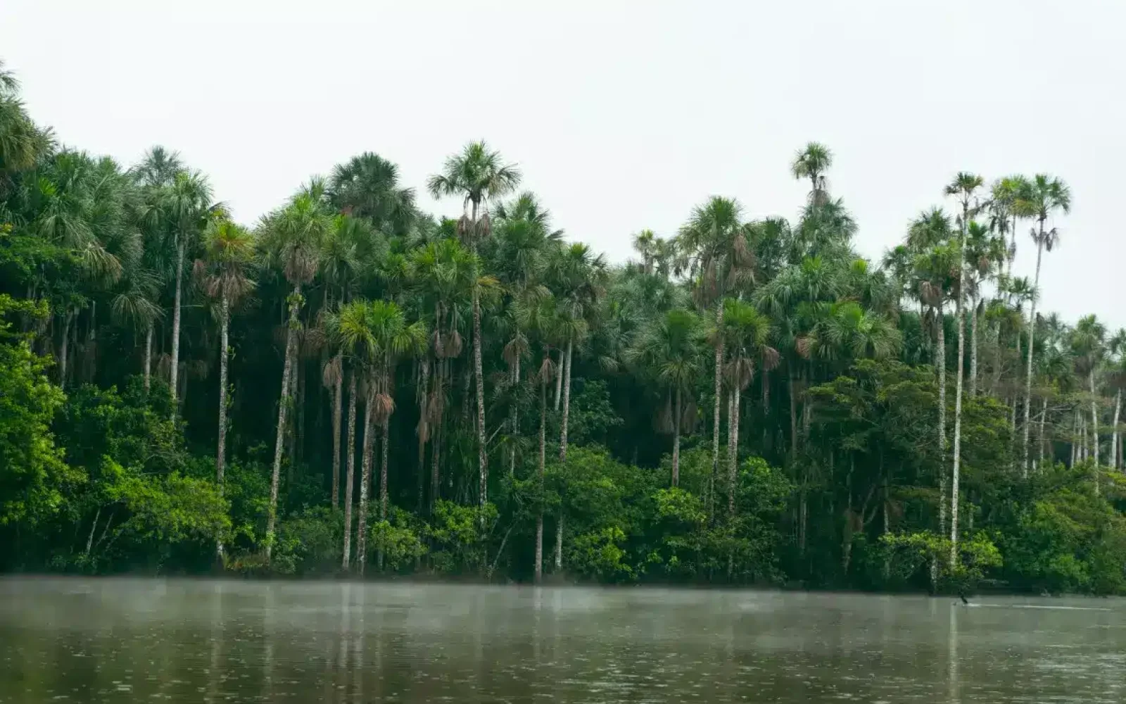 puerto maldonado by mark-kuiper-hxS52aBVPow-unsplash (Medium)_incaexplorer