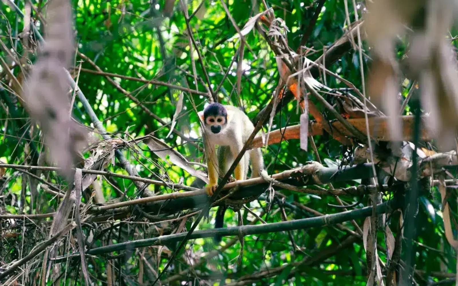 puerto maldonado by mark-kuiper-vRj5E6hDYco-unsplash (Medium)_incaexplorer