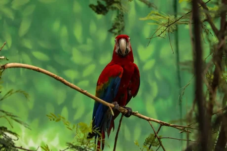 puerto maldonado by mayank-savita-2GtnuMlsuvQ-unsplash (Medium)_incaexplorer