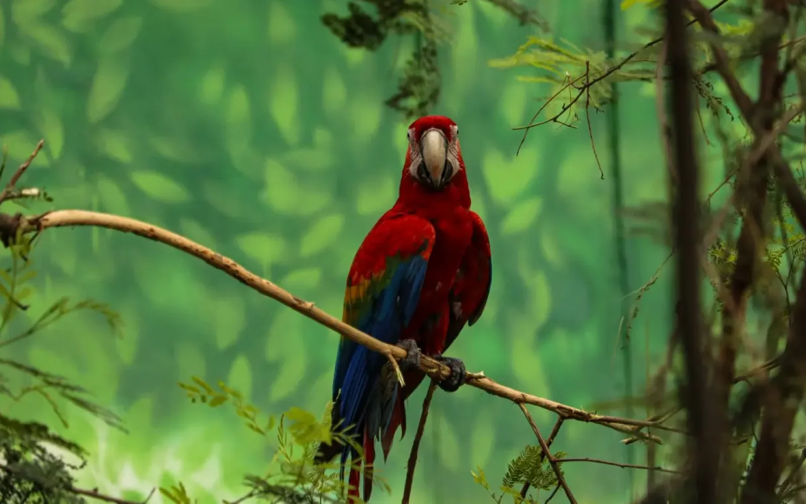 puerto maldonado by mayank-savita-2GtnuMlsuvQ-unsplash (Medium)_incaexplorer