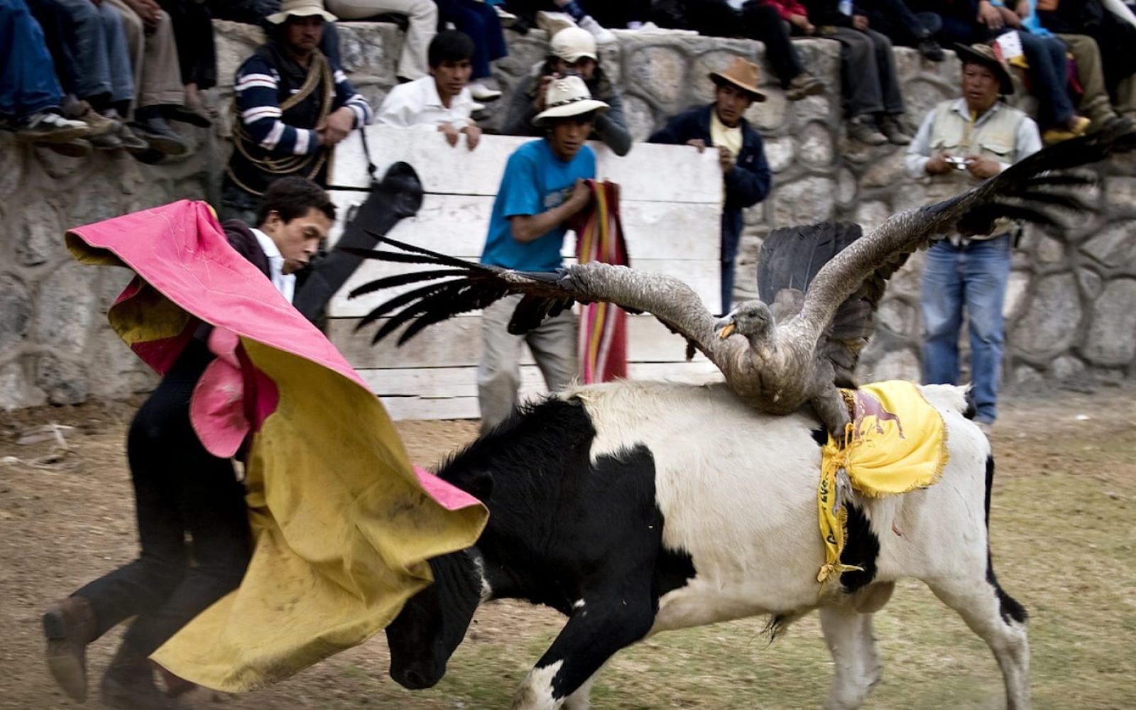 yawar fiesta imagen 2